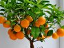 Description of the tangerine tree
