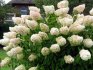 Hortenzia paniculata