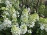 Hortensia paniculata Visuri de zahăr