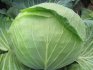 Cabbage Sugarloaf