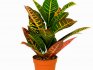 Features of the structure of a houseplant