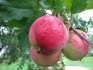 التفاح شجرة بريانسك الوردي