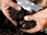 Biological method of soil disinfection