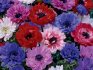 Types of anemones: crown anemone