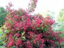 Features of early weigela care