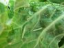 Nemoci a škůdci brokolice