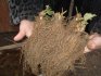 Advantages and disadvantages of frigo seedlings