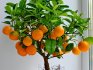 Popis vnitřní mandarinky