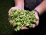 Description and useful properties of hops