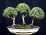 Description of bonsai myrtle