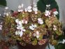 Description of begonia bauer