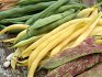 Varieties of bush asparagus beans