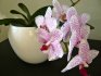 Az orchideák szerkezetének jellemzői