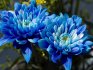 Chrysanthemum: getting to know each other better