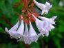 Popis Abelia grandiflora