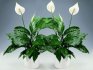 Opis spathiphyllum