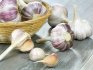 Features of garlic