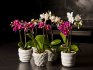 Odrůdy orchidejí Phalaenopsis