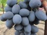 Zagorulko grapes