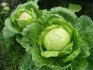 Early cabbage