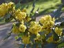 What did the holly gardeners like Mahonia holly?