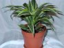 In what soil should dracaena grow