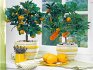 Îngrijirea copacilor de mandarină