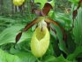 Characteristics of the orchid lady's slipper
