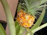 Descrierea ananasului interior