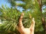 Selects a branch of pine to grow
