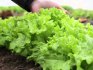 Features of salad care