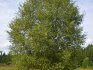 Description of birch as a species