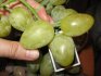 General information about the Monarch grape variety