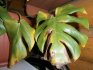 Monstera diseases, how to avoid them
