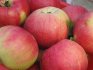 Descrierea soiului de mere North Sinap
