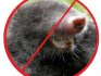 Prevention against moles