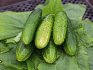 Cucumber varieties: types and groups