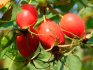 Description of rose hips and composition of fruits