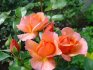 ملامح هيكل الورود polyanthus