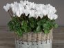 Popular types of cyclamen for growing