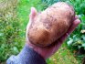 Potatoes: the best varieties to grow