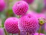 Features of growing perennials