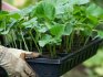 Uzgoj krastavaca "zozulya": sadnice i sadnja