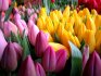Tulips are the best varieties for the garden