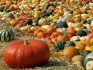 Popular pumpkin varieties for growing