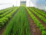 Výhody pěstování zeleně ve skleníku