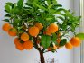 Péče o mandarinky