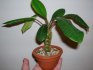 Euphorbia fehér erezetű