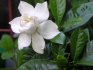 Upoznavanje s vrstama gardenije, njihov opis