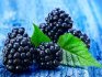 Types and popular varieties of blackberries